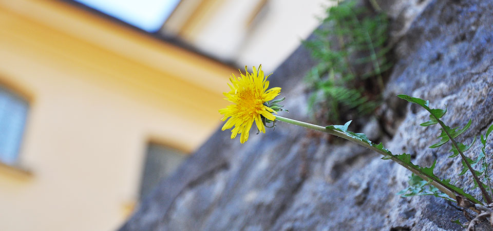 Blomma på mur  - Hållbarhet på Långholmen