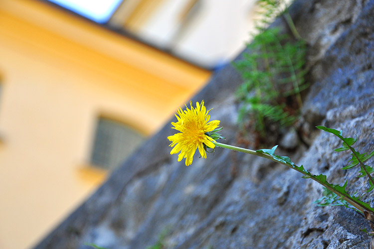 Maskros som växer från muren
